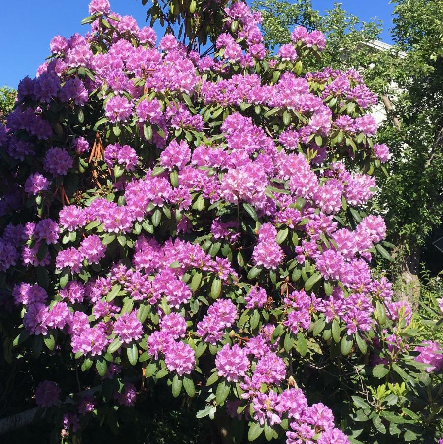 Parkgatan Villa Krylbo Eksteriør billede